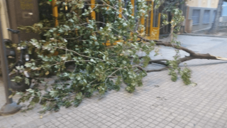 Θεσσαλονίκη: Πτώση δέντρων από τους ισχυρούς ανέμους