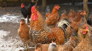 ΑΠΙΣΤΕΥΤΟ: Συνελήφθησαν... κλεφτοκοτάδες στη Λάρισα!