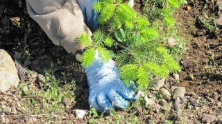 Θεσσαλονίκη: Περισσότερα από 4.000 δέντρα φυτεύτηκαν στην Ευκαρπία