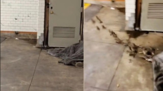 Νέα Υόρκη: Τρομακτικό βίντεο δείχνει δεκάδες αρουραίους να ξεγλιστρούν από την κουβέρτα άστεγου άνδρα