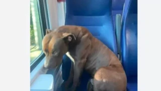 Πίτμπουλ μπήκε κρυφά και χωρίς συνοδό σε τρένο - Ταξίδεψε μόνο του μέχρι τη Βενετία