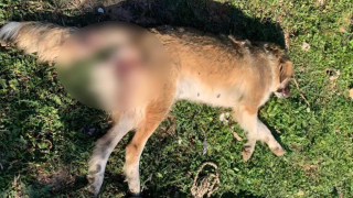 Μέγαρα: Χτύπησαν με αεροβόλο και «παλούκωσαν» σκυλίτσα