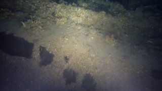 Γαλλικό υποβρύχιο από τον Α’ Παγκόσμιο Πόλεμο εντοπίστηκε στον Θερμαϊκό (ΦΩΤΟ)