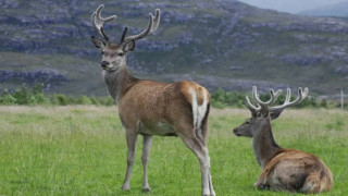 «Νόσος των ζόμπι ελαφιών»: Ποια είναι η νέα ασθένεια και γιατί ανησυχούν οι επιστήμονες