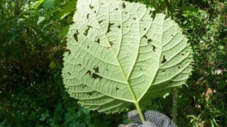 Αυστραλία: Τσιμπήθηκε από το πιο θανατηφόρο φυτό του κόσμου, η άτυχη γυναίκα  μίλησε για την εμπειρία της