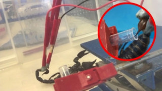 Το δηλητήριο του σκορπιού είναι το πιο ακριβό υγρό στον κόσμο