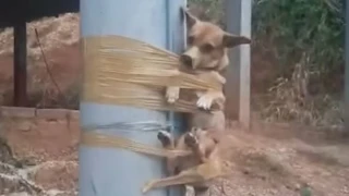 Κτηνωδία: Οργισμένος γείτονας έδεσε σκυλάκι σε κολώνα, επειδή έκανε την ανάγκη του στον κήπο του [βίντεο]