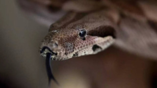 Αργεντινή: Τρεις άντρες έκαναν σχοινάκι με έναν τεράστιο βόα (vid)