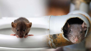 Στο νοσοκομείο 76χρονος με πολυοργανική ανεπάρκεια-Τον δάγκωσε αρουραίος που βγήκε από τουαλέτα