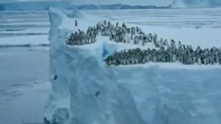 Συγκλονιστικό βίντεο: Μωρά πιγκουίνοι πέφτουν για πρώτη φορά στη θάλασσα από τα 15 μέτρα