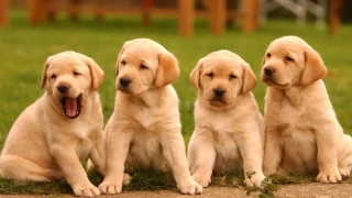 Κτηνωδία στη Νέα Ιωνία: Πέταξε κουτάβια σε κάδο πριν περάσει απορριμματοφόρο!