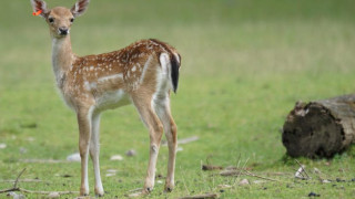 Σέρρες: Ελάφι περιφερόταν επί δέκα ημέρες στους δρόμους της πόλης