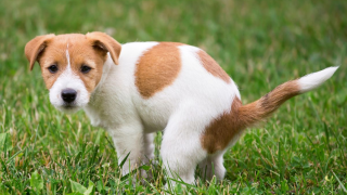 Κτηνωδία στην Κάρπαθο: Πυροβόλησαν σκύλο με καραμπίνα