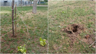 Θεσσαλονίκη: Ξερίζωσαν δέντρα που είχαν φυτευτεί στη μνήμη των θυμάτων των Τεμπών!