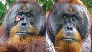 Η φύση έχει τις λύσεις: Ουρακοτάγκος θεράπευσε τραύμα φτιάχνοντας αλοιφή με ιαματικό φυτό