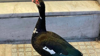 Θεσσαλονίκη: Πάπια βγήκε για... ψώνια στην Τσιμισκή! (pics)