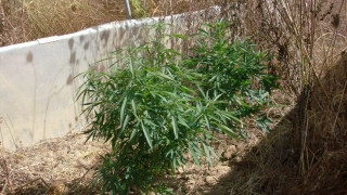 Καλλιεργούσαν ναρκωτικά σε θερμοκήπιο του Πύργου