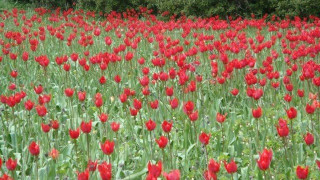 Οι πανέμορφες τουλίπες της Χίου σε ένα μαγικό βίντεο!