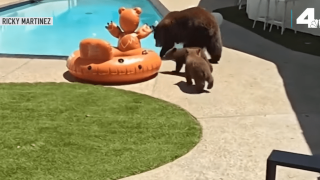 Καλιφόρνια: Viral τα παιχνιδάκια μαμάς-αρκούδας σε... πισίνα  (vids)