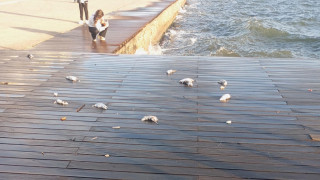 Θεσσαλονίκη: Ξέβρασε... νεκρά ποντίκια ο Θερμαϊκός-Τι λέει ο Δήμος