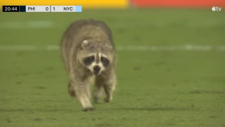 ΗΠΑ: Ρακούν εισέβαλε σε ποδοσφαιρικό αγώνα και προκάλεσε αναστάτωση! (vid)