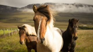 Σοκαριστικά εγκλήματα Παγανιστών - Έθαβαν ζωντανά  αποκεφαλισμένα άλογα