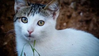 Φρίκη στη Θεσσαλονίκη: Γατάκι βρέθηκε ακρωτηριασμένο στον Λαγκαδά