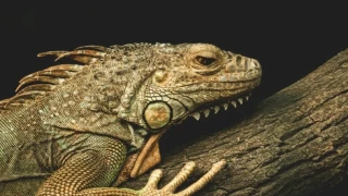 Βενεζουέλα: Μυστήριο πλάσμα με 5 πόδια και μεγάλα μάτια εμφανίστηκε σε δάσος