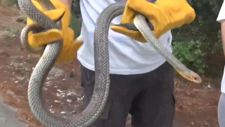 Θεσσαλονίκη: Εντοπίστηκε φίδι δύο μέτρων σε ντουζιέρα σε σπίτι