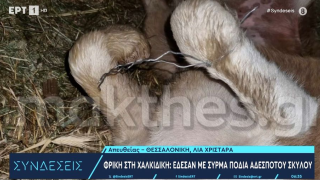 Κτηνωδία στη Χαλκιδική: Έδεσαν με σύρμα πόδια αδέσποτου σκύλου