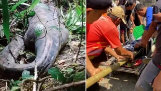 Ινδονησία: Τραγικός θάνατος γυναίκας- Την κατάπιε γιγαντιαίος πύθωνας