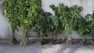 Θεσσαλονίκη: Καλλιεργούσε σε... γλάστρες 143 δενδρύλλια κάνναβης
