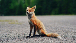 Θεσσαλονίκη: Ελεύθερος ο 51χρονος που σκότωσε αλεπού