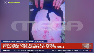 Συγκλονιστική μαρτυρία για την 44χρονη που δέχθηκε επίθεση από σκύλους (vids)