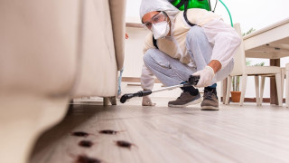 Λάρισα: Ιπτάμενες κατσαρίδες «έπνιξαν» την πόλη