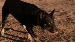 Καστοριά: Σκύλος επιτέθηκε σε ανήλικη - Στο νοσοκομείο με βαθιά τραύματα