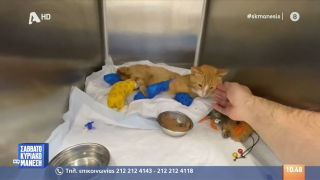 Νέα κτηνωδία στη Θεσσαλονίκη: Έκοψαν τα τρία πόδια από γατάκι!