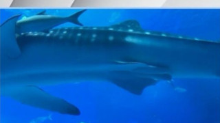 «Η Τουρκία ετοιμάζει θαλάσσιο πάρκο στο Αιγαίο -Τι γράφει η Γενί Σαφάκ