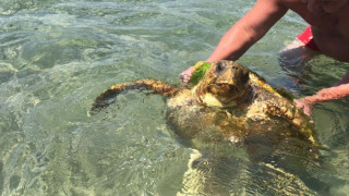 Θεσσαλονίκη: Τεράστια χελώνα κολυμπούσε δίπλα σε λουόμενους (vid)