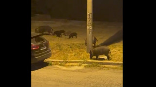 Θεσσαλονίκη: Aγέλη αγριογούρουνων εμφανίστηκε ξανά στα Πεύκα