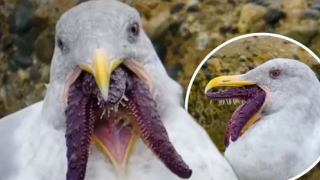 Γλάρος ... «Κθούλου» κατασπαράζει ολόκληρο αστερία!