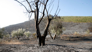 Χαλκιδική: Καταστροφές σε χιλιάδες ελαιόδεντρα στη Νέα Φώκαια από το χαλάζι