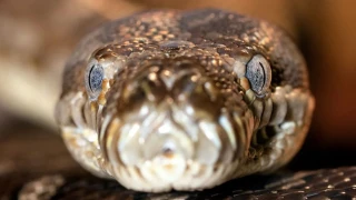 Γυναίκα βρέθηκε νεκρή μέσα στο στομάχι πύθωνα!