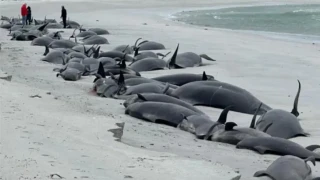 Σκωτία: 77 φάλαινες ξεβράστηκαν στη στεριά και πέθαναν!