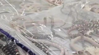 Κίνα: Προσπάθησε να περάσει λαθραία πάνω από 100 ζωντανά φίδια μέσα στις τσέπες του (vid)