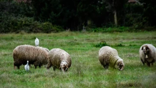 Κρούσμα πανώλης σε εκτροφή αιγοπροβάτων στην Καλαμπάκα