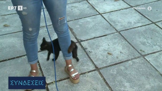 Viral μαύρη γάτα σε ζωντανή σύνδεση της ΕΡΤ: Ερωτεύτηκε ΠΑΟΚτσού ρεπόρτερ