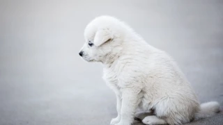 Τουρκία: Έντονες αντιδράσεις προκαλεί το σχέδιο νόμου για τη θανάτωση αδέσποτων σκύλων