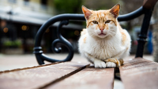 Κτηνωδία στη Βούλα: Σκότωσε γάτα με λοστό, που μπήκε στην αυλή του!