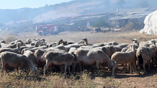 Σουφλί: Νεκρά από κεραυνό 15 πρόβατα!